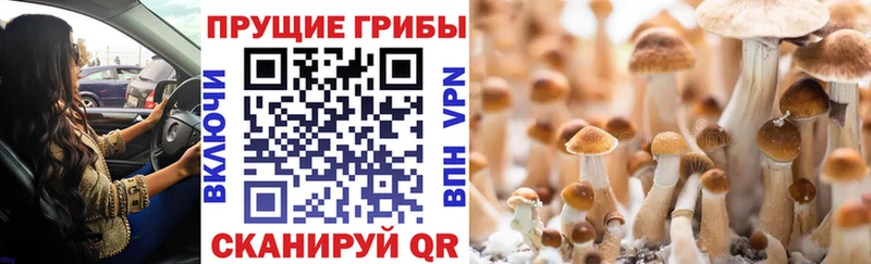как найти наркотики  Вологда  ссылка на мегу ССЫЛКА  Галлюциногенные грибы Psilocybine cubensis 